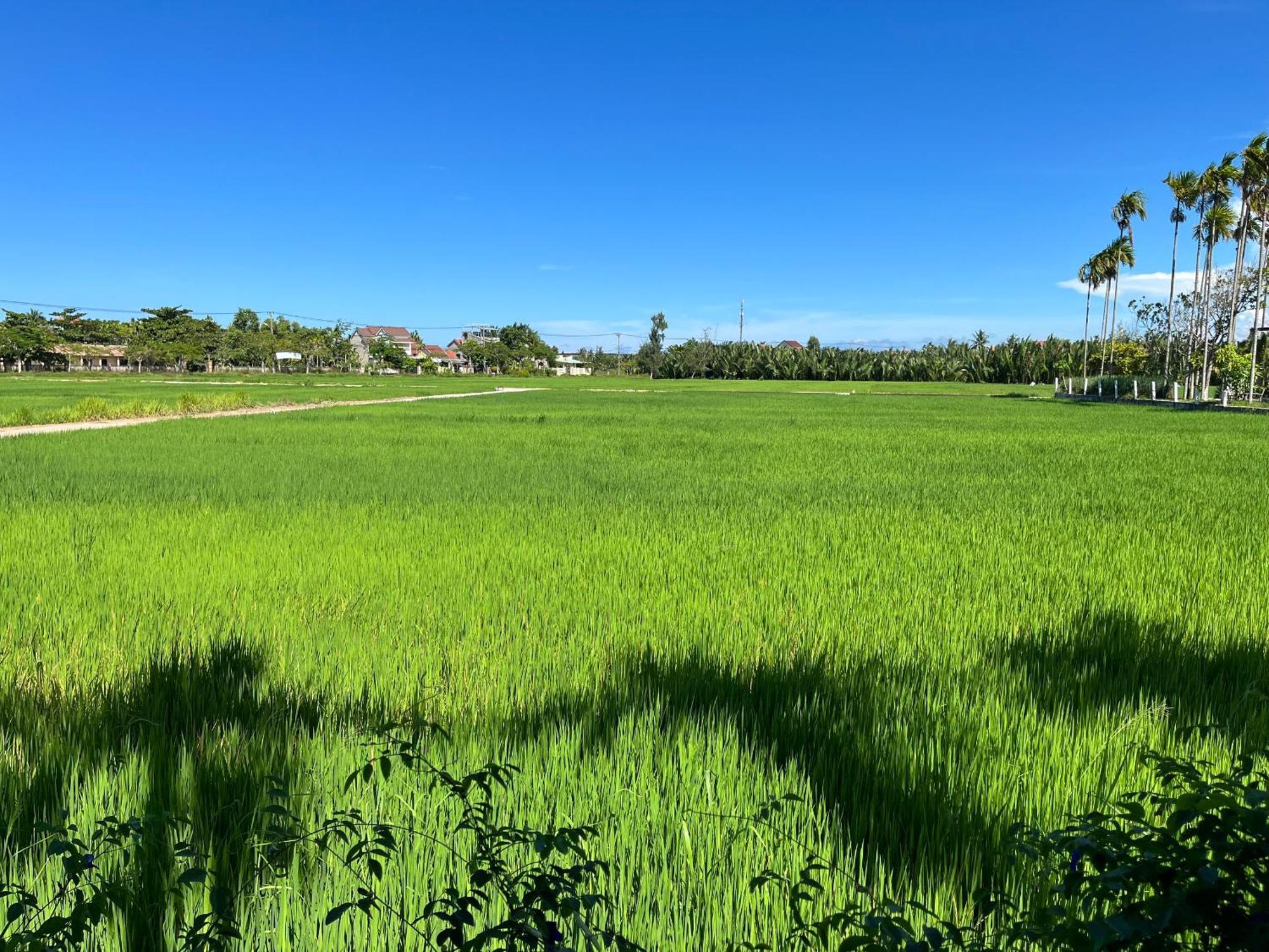 Biệt thự xanh Chez Mimosa Hội An Ngoại thất bức ảnh